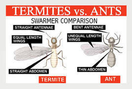 pest identification