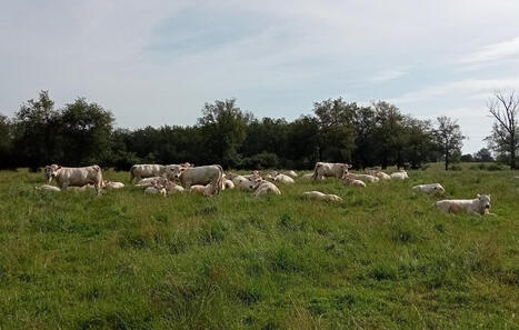 Plus-value de cession et fiscalit&eacute; des bovins : ce que les &eacute;leveurs lig&eacute;riens doivent savoir | Actualit&eacute; B&eacute;tail | Scoop.it