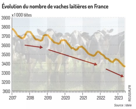 La baisse du cheptel bovin s’accélère en France | Lait de Normandie... et d'ailleurs | Scoop.it