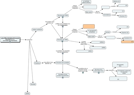 Synthèse des protéine_1 Macromolécules_ÉLÈVE.cmap | Revolution in Education | Scoop.it