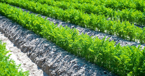 Affaire des carottes de Créances : la Cour de cassation rejette le pourvoi des maraîchers | Alimentation Santé Environnement | Scoop.it