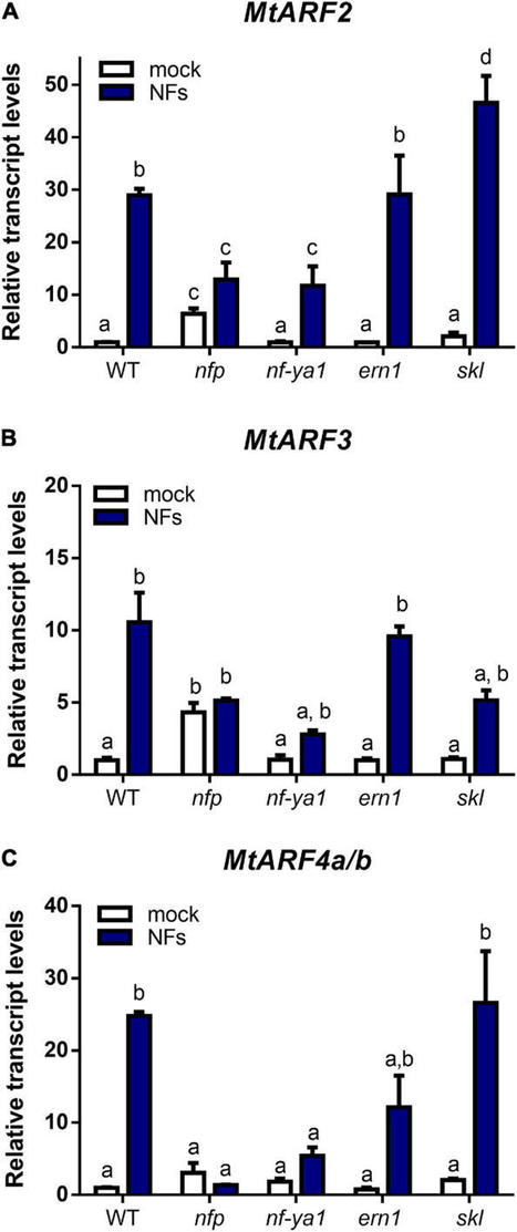 Auxin Response Factor 2 (ARF2), ARF3, and ARF4 ...