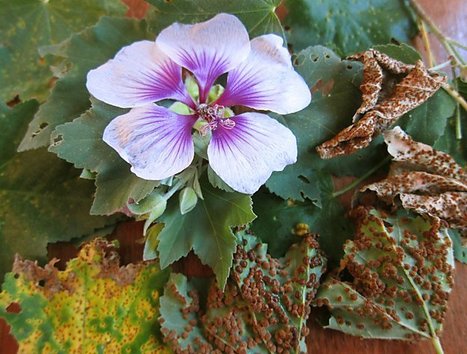SF Chronicle: Lavatera hit by rust disease needs attention (2012) | Plants and Microbes | Scoop.it