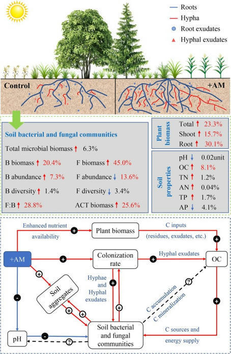 Global responses of soil bacteria and fungi to inoculation with arbuscular mycorrhizal fungi | Plant-Microbe Symbiosis | Scoop.it