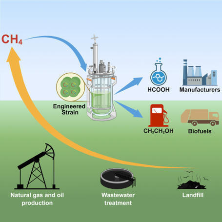Reversing methanogenic archaea to mitigate anthropogenic methane emissions and generate value-added products | tin | RMH | Scoop.it