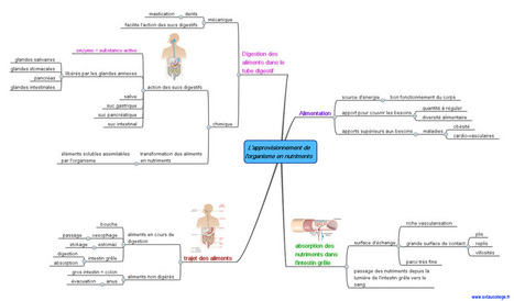 SVT AU COLLEGE - CHAPITRE 3 : Le renouvellement des nutriments - carte mentale | Cartes mentales | Scoop.it