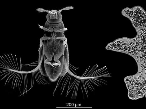 Le mystérieux vol du coléoptère Paratuposa placentis qui lui permet de battre des records de vitesse | EntomoNews | Scoop.it