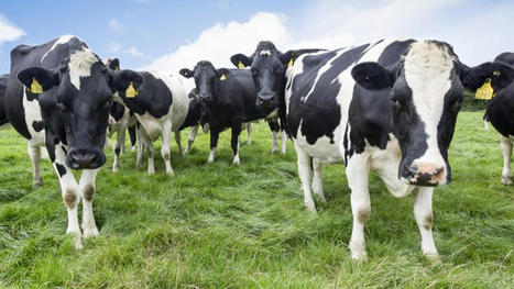 La Chine lève l’interdiction sur les importations de bœuf irlandais | Actualité Bétail | Scoop.it