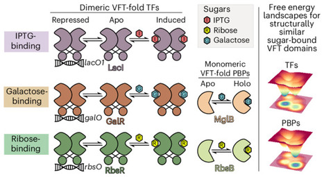 Distinct energetic blueprints diversify function of conserved protein folds | Nchem | RMH | Scoop.it