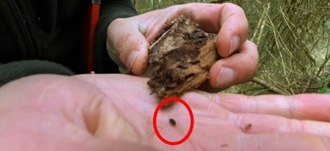 Belgique. « Un nuage de scolytes dans toute la Wallonie » : vos sapins vont mourir, voici comment les protéger | Les Colocs du jardin | Scoop.it