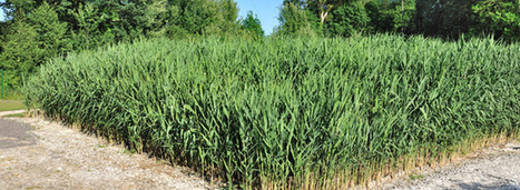 Les filtres plantés de roseaux pour le traitement des eaux pluviales se développent | Regards croisés sur la transition écologique | Scoop.it