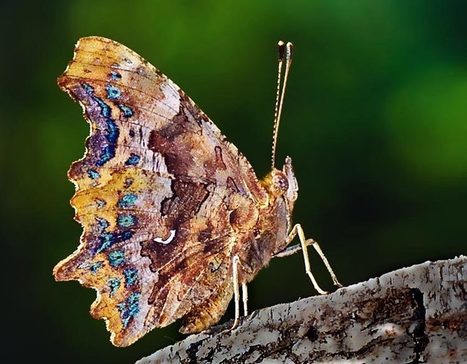 Schmetterlinge, der C-Falter | kostenlose-Bilder | Scoop.it