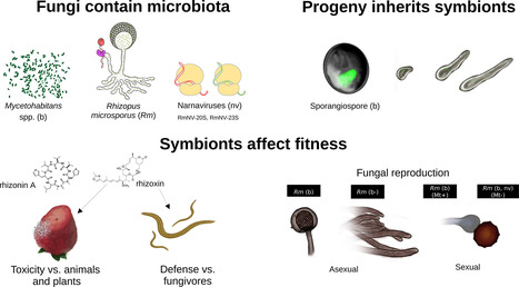 Fungal holobionts as blueprints for synthetic endosymbiotic systems | Plant-Microbe Symbiosis | Scoop.it