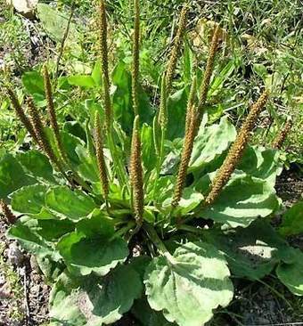 Le plantain, une plante médicinale majeure contre la grippe | Santé par les plantes | Scoop.it