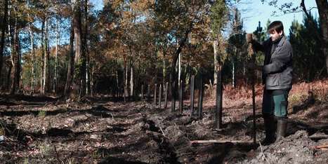 Le bois de chauffage, cette richesse répandue mais sous-estimée | Paysage - Environnement | Scoop.it