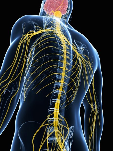 Neuropraxia (Nerve Injury) - Causes and Treatment | Neuropathy "The Painful Enigma" | Scoop.it