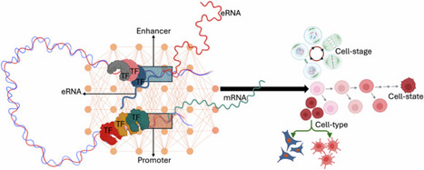 Decoding the regulatory grammar of human gene promoters | Cres | RMH | Scoop.it