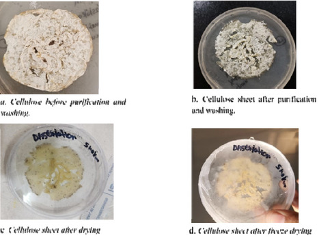 Standardising Cellulose Production From Acetobacter diazotrophicus | brvm | RMH | Scoop.it