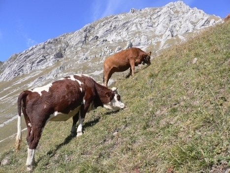 Apprendre l’art de la pente aux vaches - INRA | Lait de Normandie... et d'ailleurs | Scoop.it