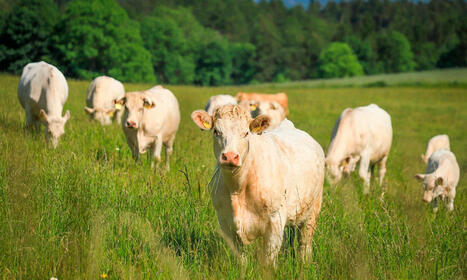 Les prairies en images : participez au concours photo Biodiv’Expé - Chambre d'agriculture Pays de la Loire | Agriculture en Pays de la Loire | Scoop.it