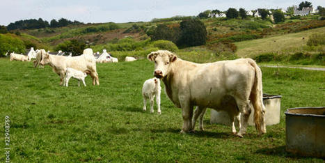 A vos calculettes! Après 2023, les aides bovines seront plafonnées à 120 UGB | Actualité Bétail | Scoop.it