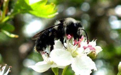 Utiliser les sciences participatives dans le domaine de la santé mentale | Vigie Nature | Biodiversité | Scoop.it