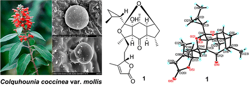 Peltate Glandular Trichomes of Colquhounia coccinea var. mollis Harbor a New Class of Defensive Sesterterpenoids | Natural Products Chemistry Breaking News | Scoop.it