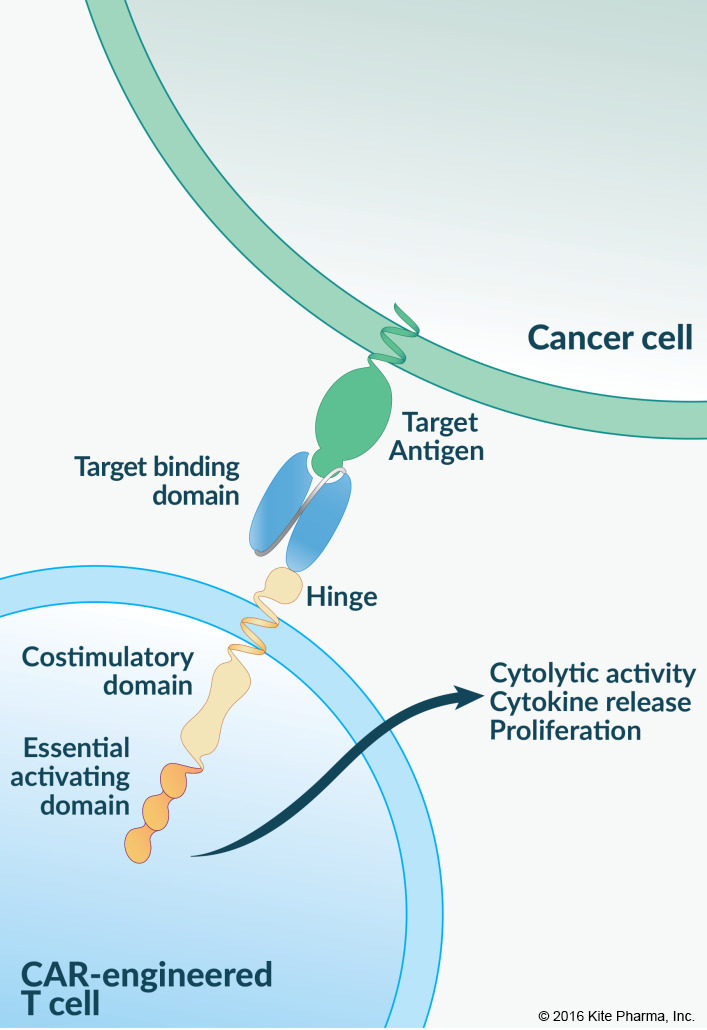Kite Pharma CAR T Immunotherapy KTEC19 h...