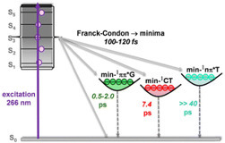 ICP science - Ultrafast dynamics of the UV-induced electronic relaxation in DNA guanine–thymine dinucleotides: from the Franck–Condon states to the minima of the potential energy surfaces | Infos Lab' septembre 2025 | Scoop.it