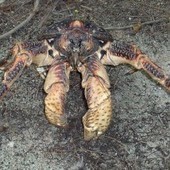 Absurd Creature of the Week: Enormous Hermit Crab Tears Through Coconuts, Eats Kittens | Coastal Restoration | Scoop.it