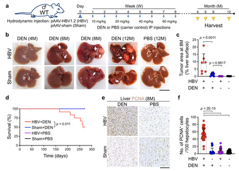 HBV Promotes Liver Cancer by Modulating the Immune Response to Environmental Carcinogens | Virus World | Scoop.it
