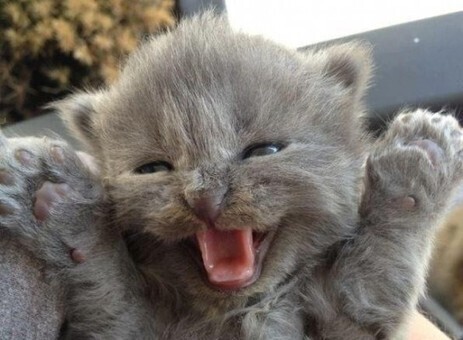 Internet c&rsquo;est g&eacute;nial, la preuve en 5 GIFs | Trollface , meme et humour 2.0 | Scoop.it