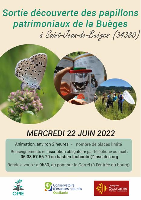 Sortie découverte des papillons patrimoniaux de la Buèges  mercredi 22 juin, 9h30, Saint-Jean-de-Buèges dans l'Hérault | Variétés entomologiques | Scoop.it