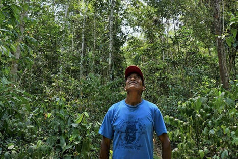 Community tropical forest management linked to social & environmental benefits: Study | Biodiversité | Scoop.it