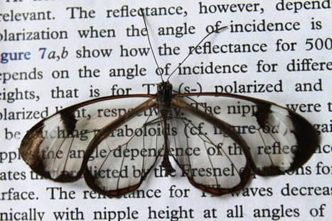 Les ailes du papillon Greta oto pourraient aider à développer des écrans sans reflet | EntomoNews | Scoop.it