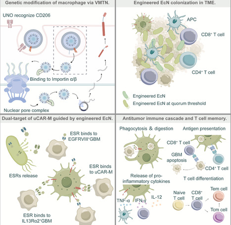 Engineered probiotics recruit CAR macrophages and establish immune memory to eradicate heterogeneous glioblastoma in mice | chm | RMH | Scoop.it