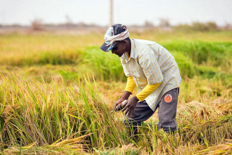 SENEGAL: In Senegal, Rice Intensification Helps Farmers Grow More with Less | SRI Global News: June - October 2023 **sririce.org -- System of Rice Intensification | Scoop.it
