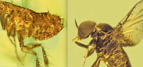 Les moustiques et autres dipt&egrave;res suceurs de sang propagent les maladies comme le paludisme depuis plus de 100 millions d'ann&eacute;es | EntomoNews | Scoop.it