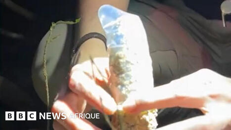 Comment un préservatif a aidé à résoudre le mystère d'une cigale | EntomoScience | Scoop.it