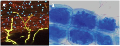 PLoS Pathogens: The Arbuscular Mycorrhizal Symbiosis: Origin and Evolution of a Beneficial Plant Infection (2012) | Plants and Microbes | Scoop.it