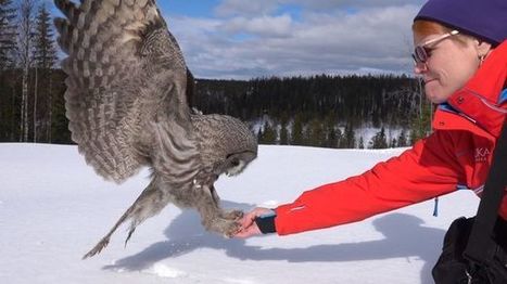 Tarja sai lapinpöllön syömään kädestään | 1Uutiset - Lukemisen tähden | Scoop.it