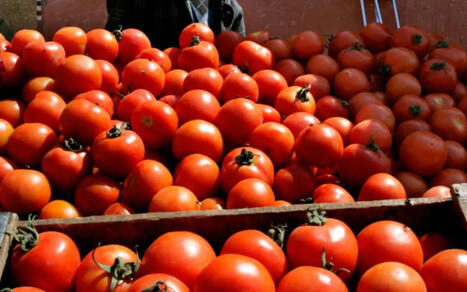TOMATE : le Maroc d&eacute;tr&ocirc;ne l'Espagne et devient le roi absolu en Europe | Revue de presse - Club DEMETER | Scoop.it
