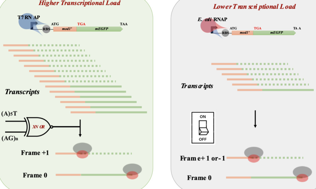Emergence of a complex logic gate from the inte...