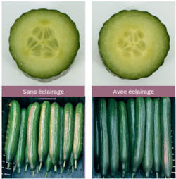 [Article] Utilisation des LED en production sous serre | HORTICULTURE | Scoop.it