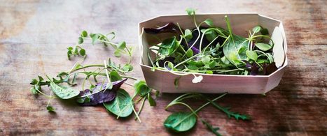 Mesclun, l'auberge espagnole ! | IPCI : Ingénierie de Produits à l'interface Cuisine-Industrie | Scoop.it