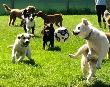 Sit, Stay Doggie Day Care Allowed to Stay Says Newtown Township Zoning Hearing Board | Newtown News of Interest | Scoop.it