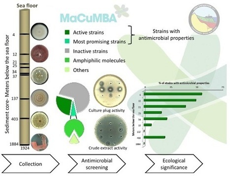 Deep Subseafloor Fungi as an Untapped Reservoir of Amphipathic Antimicrobial Compounds | Natural Products Chemistry Breaking News | Scoop.it
