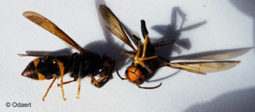 Frelon Asiatique » Le frelon également détecté dans le Nord | Variétés entomologiques | Scoop.it