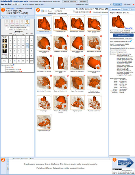 BodyParts3D/Anatomography Database | bioinformatics-databases | Scoop.it