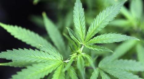 Médicaments à base de cannabis : un décret du gouvernement les autorise | LaLIST Veille Inist-CNRS | Scoop.it